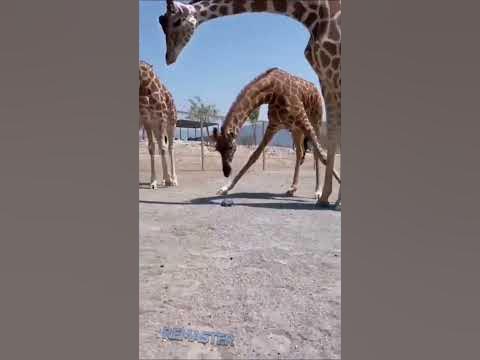 Черепашка испугалась жирафа #мем #мемы #юмор - YouTube