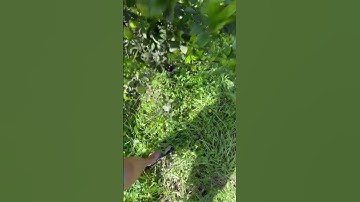 When do I pick key limes?