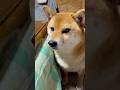 あまえ上手な柴犬さん💕　#柴犬 #shibainu #柴犬まる#可愛い#犬