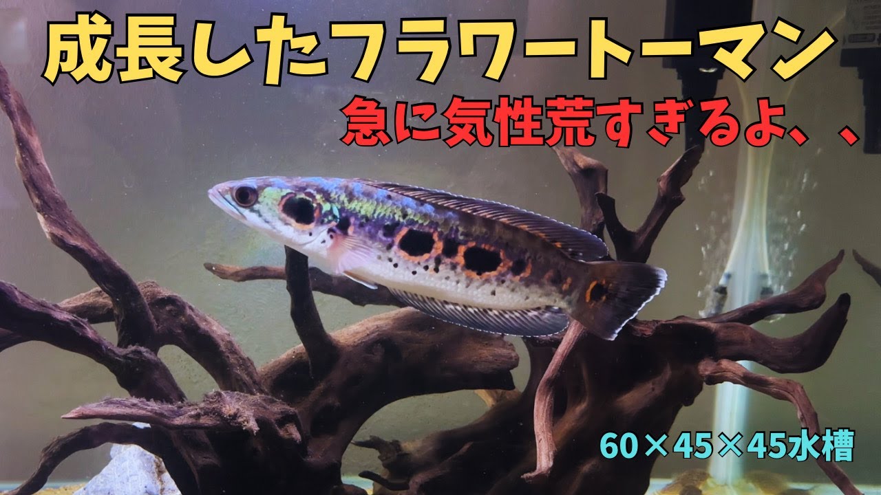 The Flower Toman I was keeping in a 60cm tank has become 
