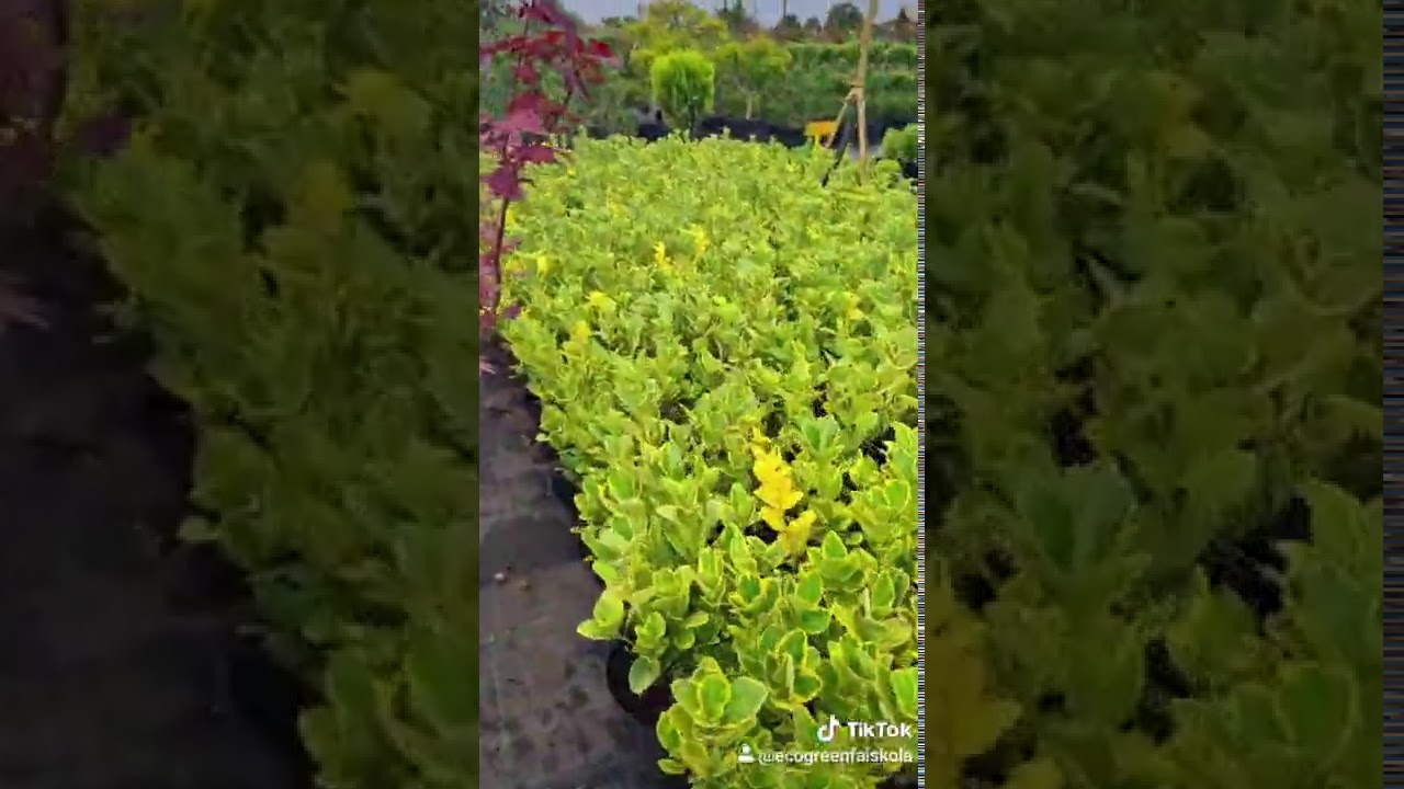 Evonymus japonica aurea