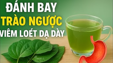 Lá Trầu Không – Đánh Bay Trào Ngược, Viêm Loét Dạ Dày Hiệu Quả Bất Ngờ | Chữa Lành Tự Nhiên