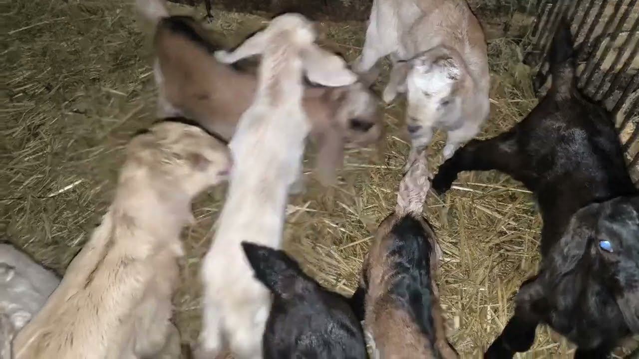 Відео про кози мої 