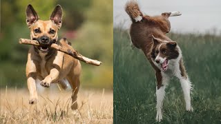 Funny Dogs That Will Change Your Mood For Good