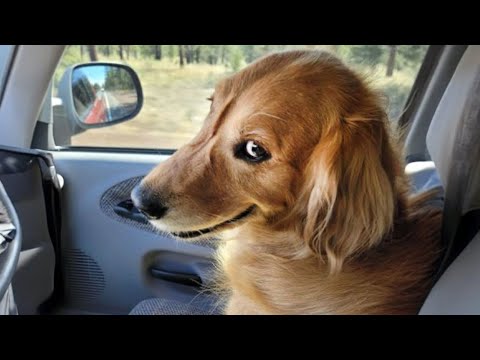 Funny Dogs That Got the Wrong Idea