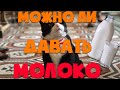 Можно ли кошкам и собакам коровье молоко?