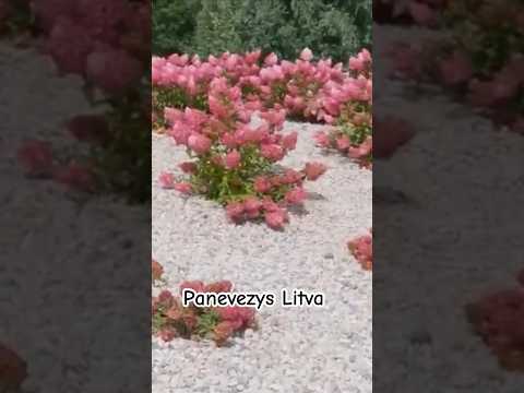 Невероятная красота гортензий