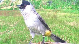 Suara Burung Kutilang Gacor Ribut Bersahutan Dengan Raja Kutilang Liar