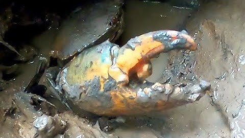 Móc Con Cua Biển Khổng Lồ Trong Hang Bến Của Cao Thủ Để Lại