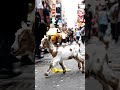 Baby Goat in the Busy Street of NYC #relaxing #satisfying #funny #lifeisbutadream