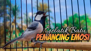 GELATIK BATU GACOR PEMANCING EMOSI LAWAN BIKIN CEPAT WUCIT #152