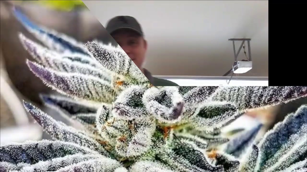 Strain Spotlight--WHITE HARMONY