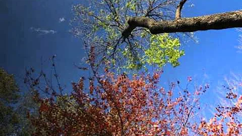 Relaxation: The Laura Mitchell Method