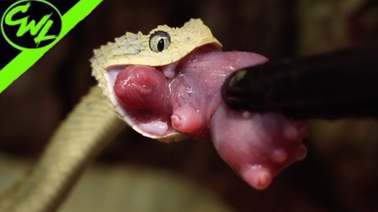 What Do Bush Vipers Eat?