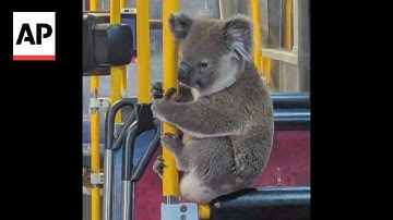 Koala hitches a ride on a bus in Australia