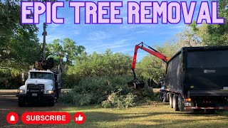 Best Tree Service in Sarasota, without question