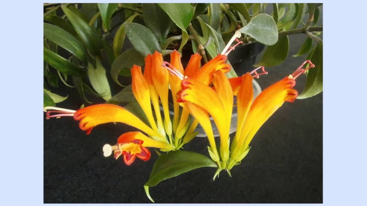 Оранжевое комнатное растение. Эсхинантус speciosus. Делоспермум эсхинантус. Эсхинантус Жар птица. Эсхинантус кроссандра.
