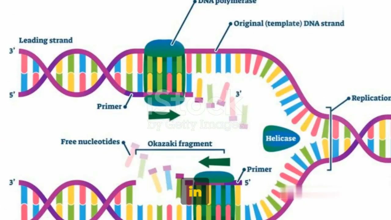 Elongation Unveiled  The DNA Dance