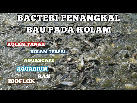 Video: Apakah Jenis Bakteria