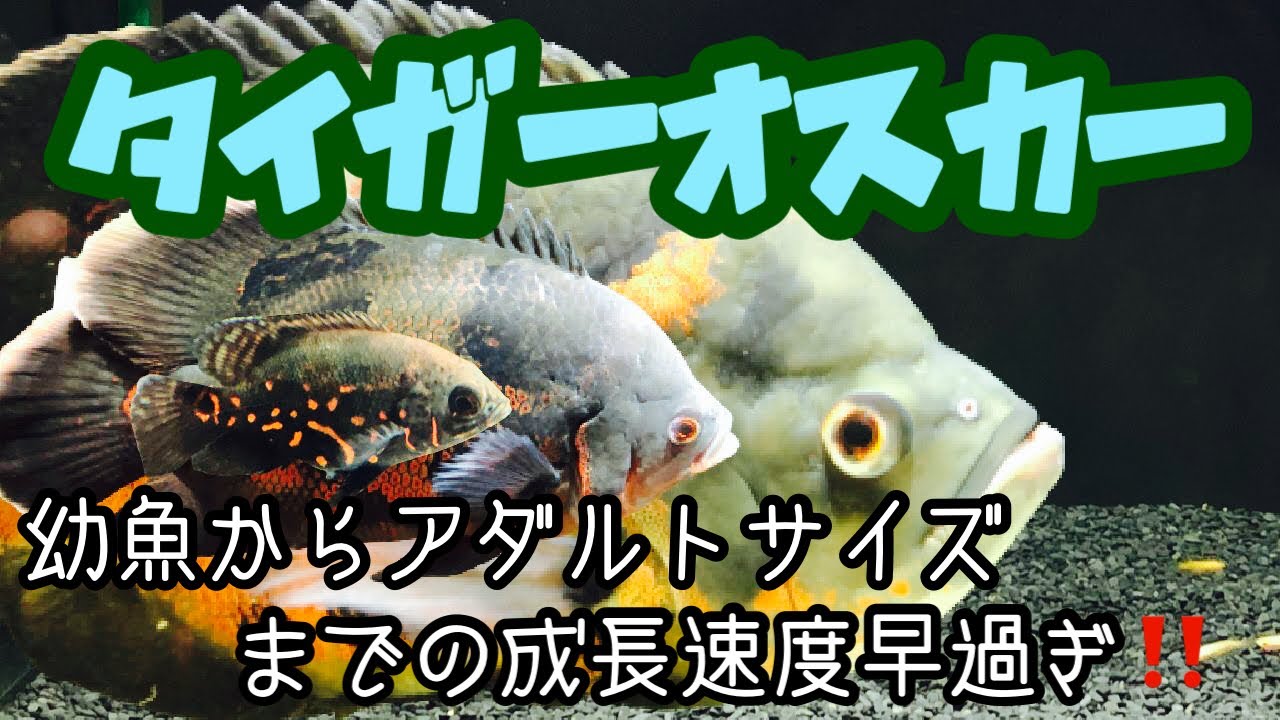 オスカー 成長過程 Astronotus 11 Youtube