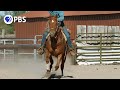 Why the quarter horse is built for speed