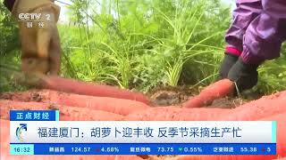 [正点财经]福建厦门：胡萝卜迎丰收 反季节采摘生产忙| 财经风云