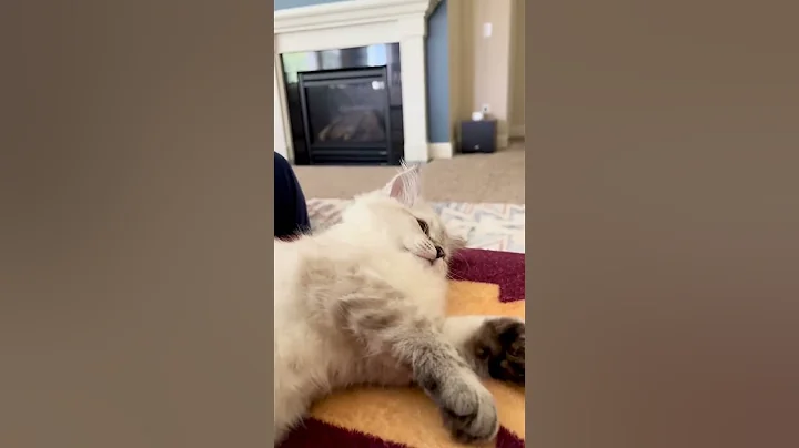 Watch the video about Cozy cats