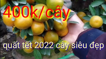 Vườn quất tết 2022 siêu phẩm, giá 400k/cây quất tết, giá quất tết 2022 giá tại vườn