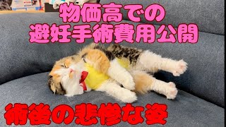 猫の避妊手術後の悲惨な衝撃映像と費用公開　スコティッシュフォールド