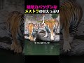 トラ夫婦は今日も晴れ☀️