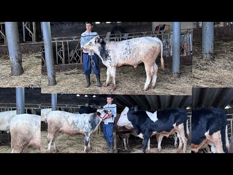 Four Calves For Sale At Si Ben Aissa S Near Tiflet All Are Welcome Contact 06 66 67 45 08 