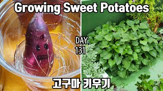 Как выращивать сладкий картофель на крыше | How to Grow Sweet potato in a Bag of Potting Soil.