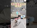 圧倒的助走を見せつけてくる小型犬と全く動じない中型犬 #犬のいる暮らし #面白い #かわいい #癒し #shorts