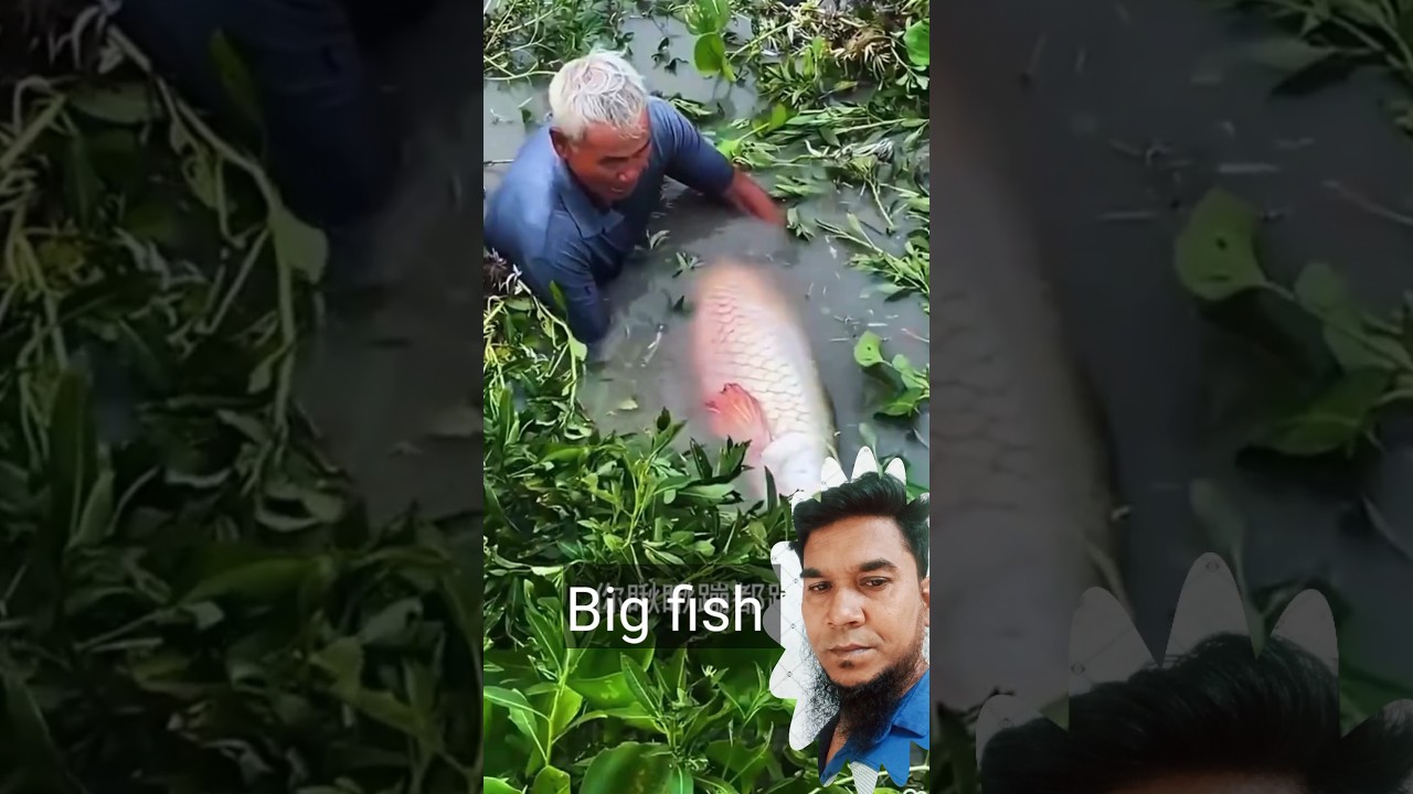 Fish. big fish. fishing video 
