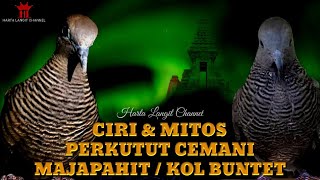 Ciri dan Mitos Perkutut Cemani Majapahit Kol Buntet