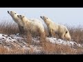 Aaron Green's Polar Bear Encounter