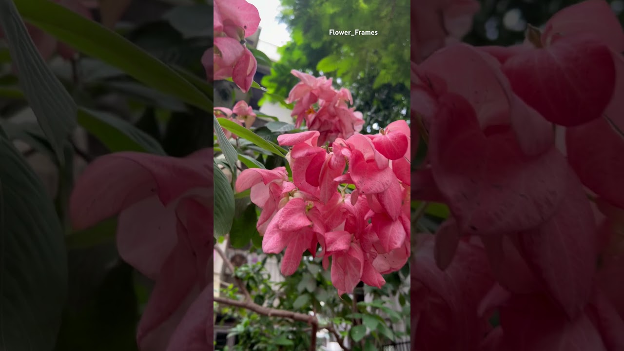 Organic flowers 🌷❤️