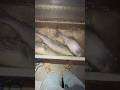 STRIPED BASS FISHING AT NIGHT ON THE RIVER 4/16/2026
