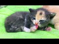 Mother cat takes care of kittens and teaches them how to wash