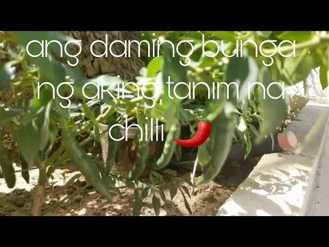 CHILI 🌶 PLANT'S