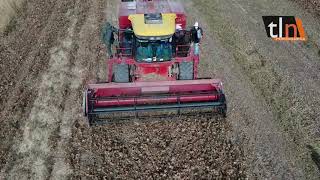 #TLN 180 MIL HECTÁREAS DE FRIJOL CHINO SE COSECHAN EN PORTUGUESA #TLN 180 MIL HECTÁREAS DE FRIJOL CHINO SE COSECHAN EN PORTUGUESA