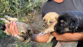 We picked up puppies with worms crawling all over their bodies | Larvae ate the eyes of the puppy