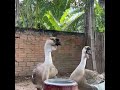 បាស្ទាវថ្មីរដូវកាលនេះ ｜ ចំការ ស្ពានទំនាប l vlogzvan
