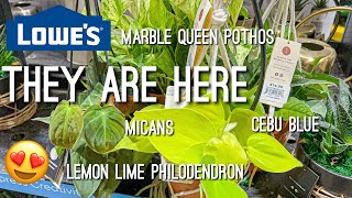 Cheap hanging plants! Plant Shopping at Lowes for cheap houseplants!