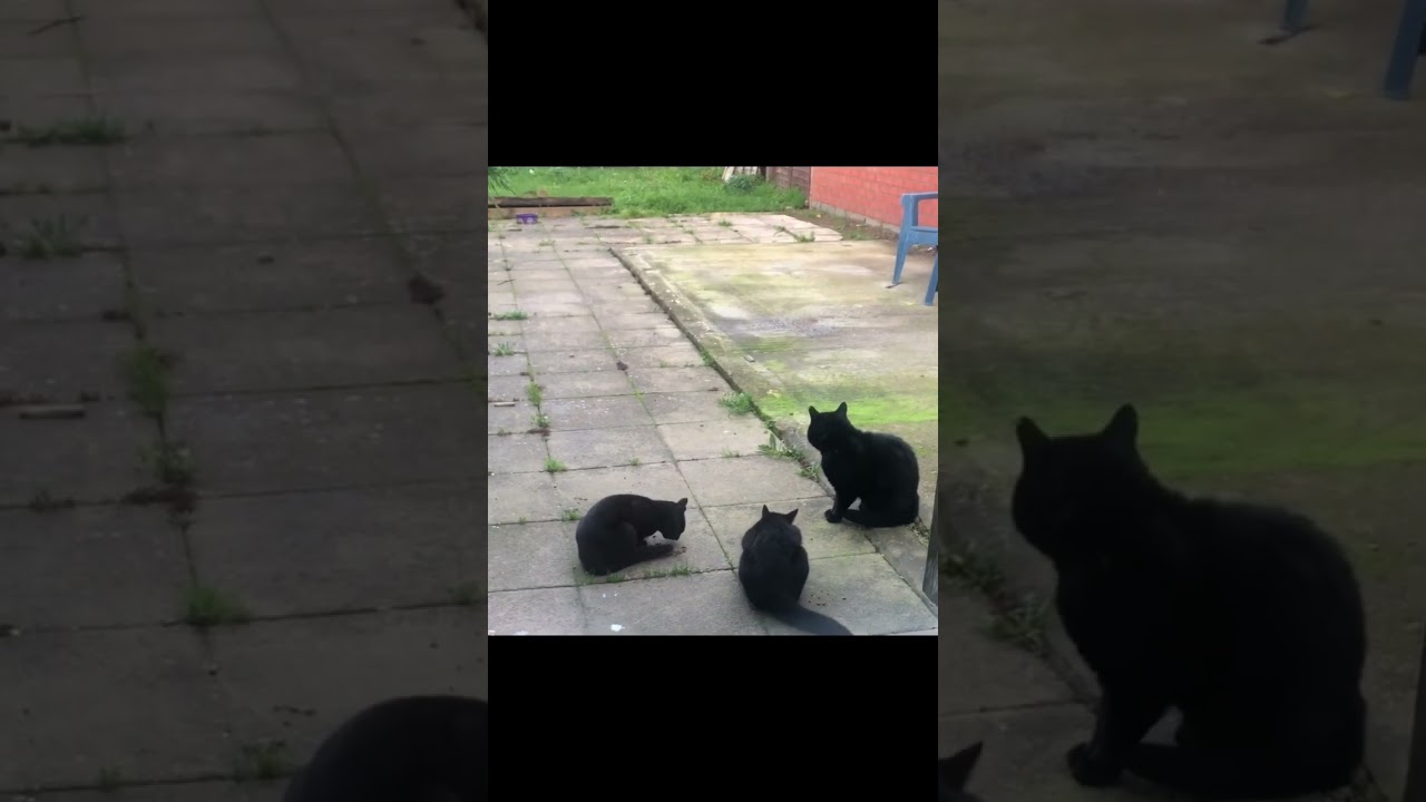 Boss was baby sitting Ash and Coal- (2 months ago)