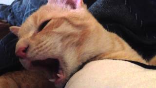 Cat Nursing On Human Cat Nursing On Human