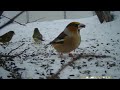 Птицы на зимней кормёжке