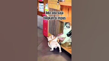 Doggy jadi gak bisa kemana mana