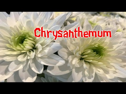 Video: Taunang Mga Chrysanthemum: Mga Pagkakaiba-iba At Paglilinang