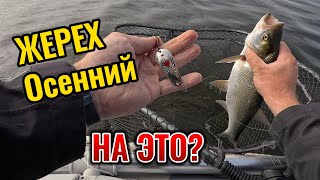 картинка: ЛОВЛЯ ЖЕРЕХА ОСЕНЬЮ! Тестирую тейлспиннер, кастмастер и блесну